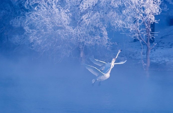 新疆伊犁天鹅湖，银色的雾淞，澄澈的湖水，纯洁的白天鹅，朦胧的雾气，宛若仙境
