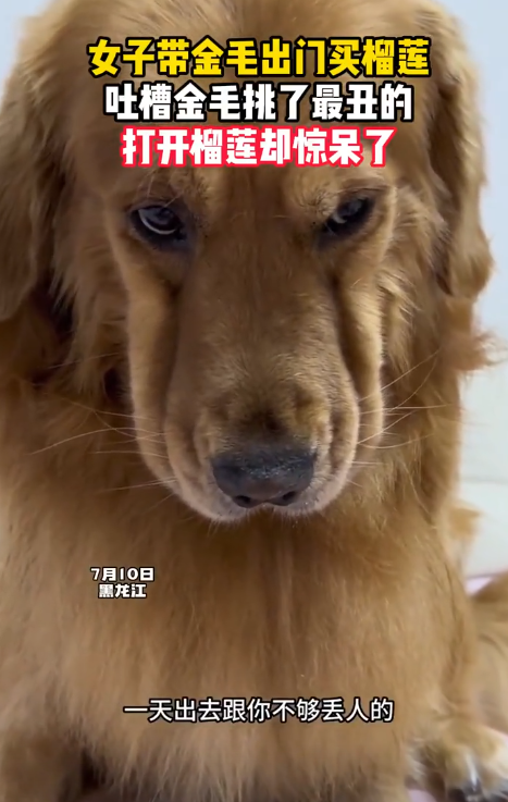 黑龙江，女子带金毛狗狗去遛弯，路过水果店想买个榴莲，结果金毛在众多榴莲里挑了个最