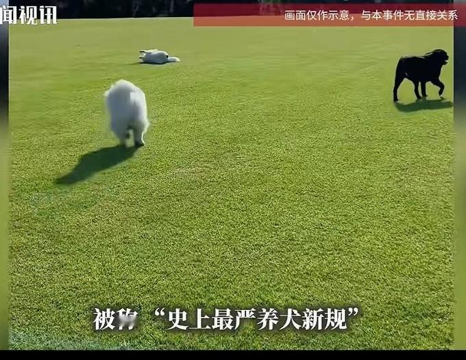 史上最严养犬新规2026年实施！这些行为直接罚+拘留20