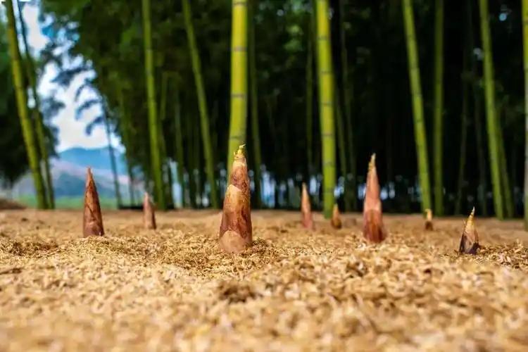 春笋是春天常见的美味蔬菜，很多人喜欢用它做各种菜肴。网上流传一种说法，说春笋含有