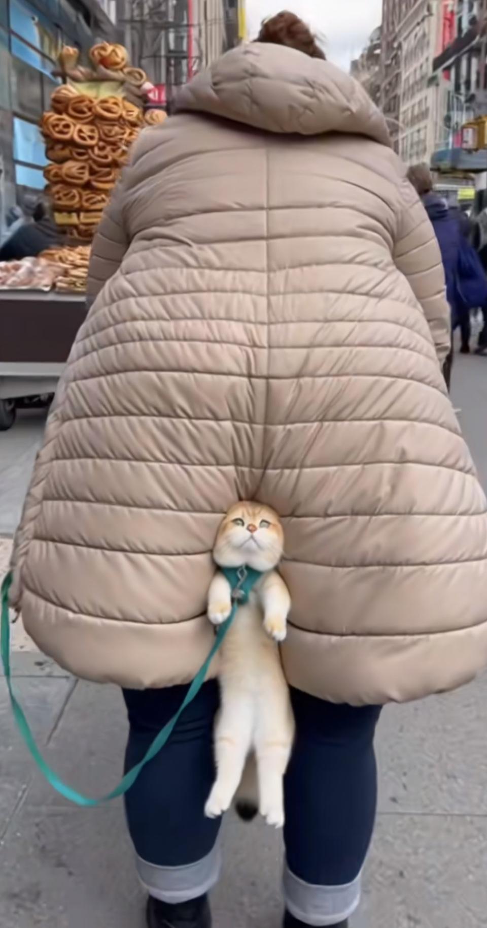 萌宠出行记：猫咪背着走，可爱又安全！🐱👣💙在城市的喧嚣中，带猫咪出门可不是