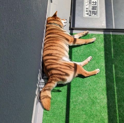 阳光下正在cos老虎的柴犬​​​
