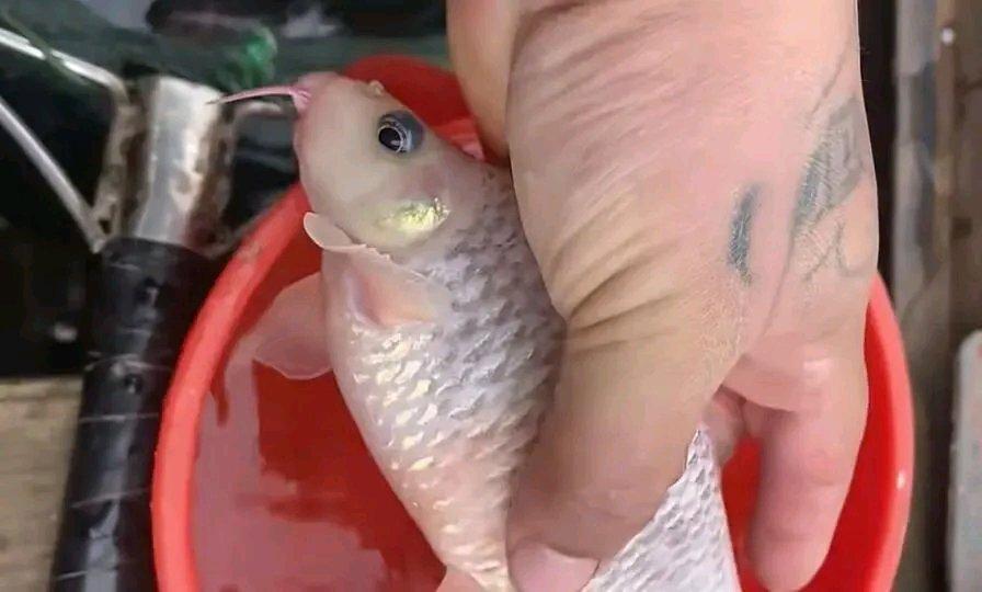 2025年12月底，广西南宁一男子在深潭钓鱼时，钓获一条白化“老鼠鱼”。这鱼嘴巴