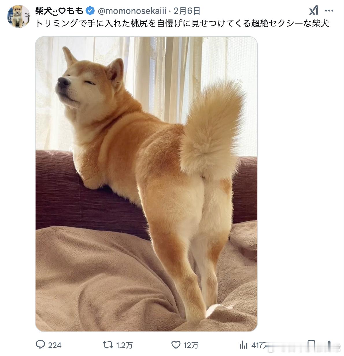 性感柴犬，在线秀蜜桃臀[doge]