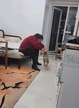 猫猫特别喜欢这个，也不知道为什么.....