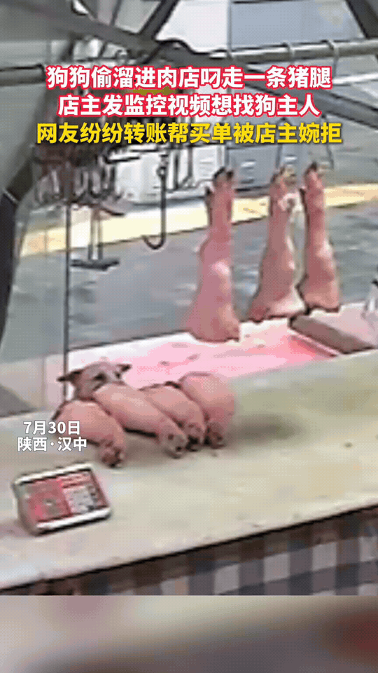笑不活了！陕西汉中一只大白狗上演现实版“偷肉大盗”，趁着猪肉店店员疏于防备，猛地