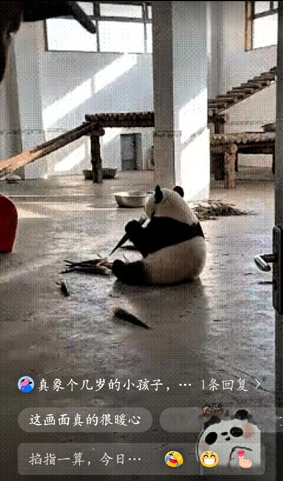 怎么可以这样可爱呀！饲养员休了长假回来迫不及待地去看他的小宝贝，当他轻轻地打开房