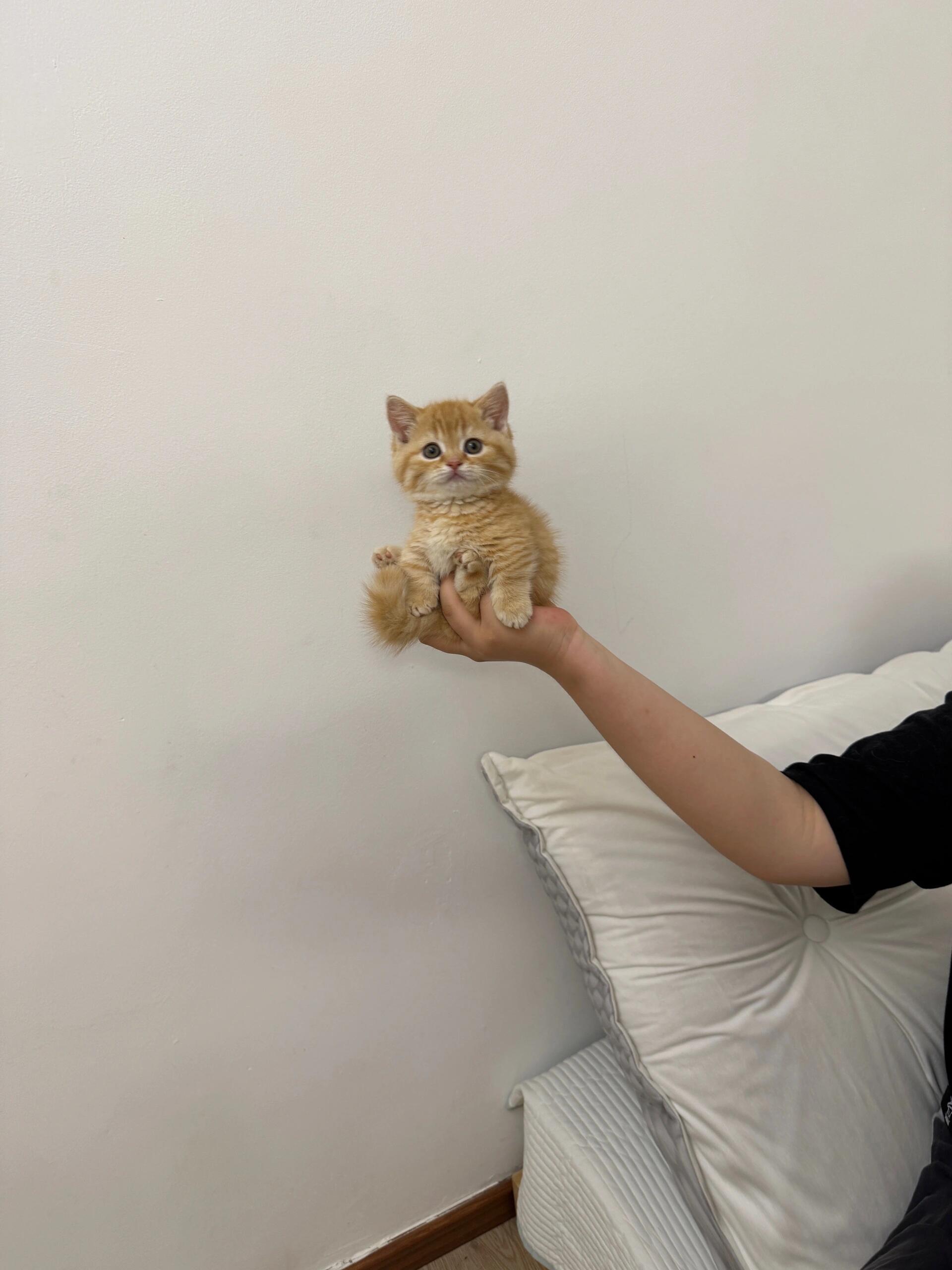 一小坨猫猫🤩​​​