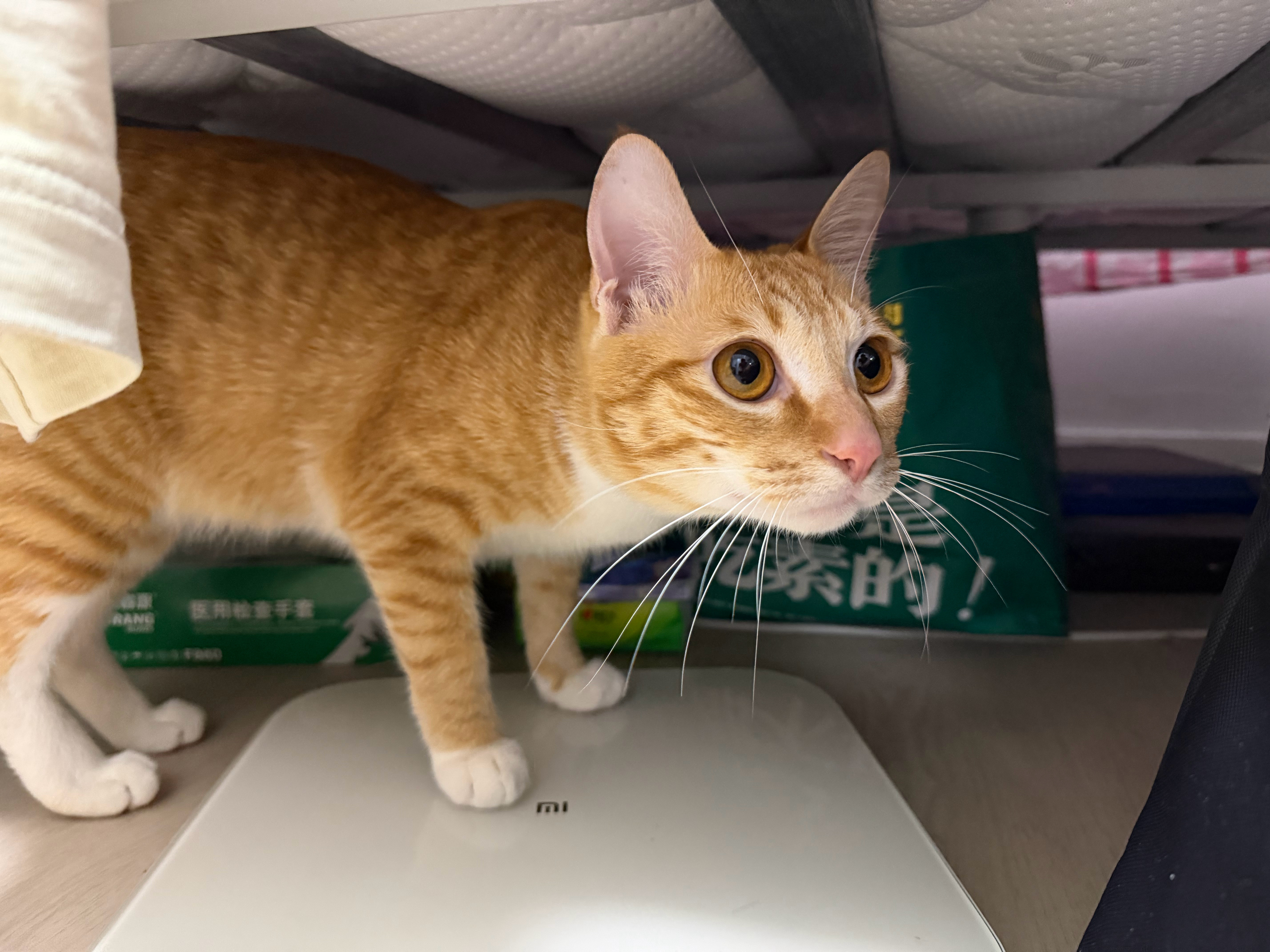 这算不算养猫的快乐🐈深圳·深航假日名居