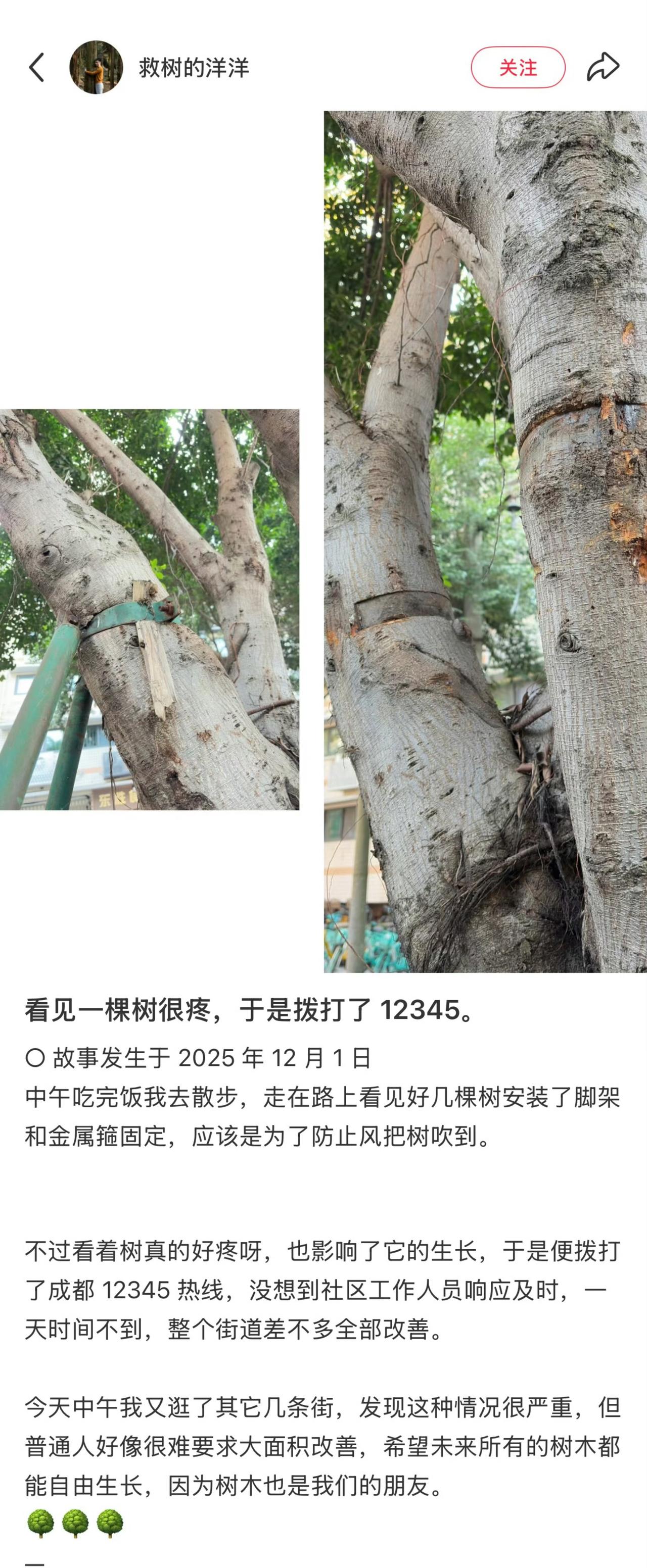 成都小伙为一棵树拨打12345热线，勒进树干的金属箍24小时内就被拆除了，这波操