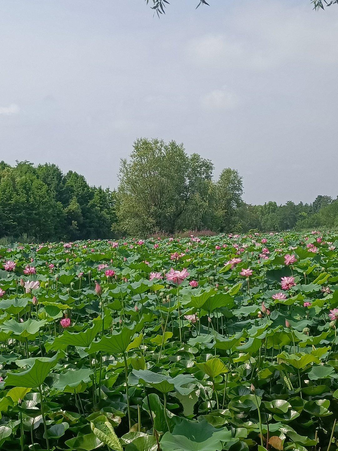 烟台跑网约车收入这么低吗？从商场出来，打了一辆网约车回家，由于路程较远，司