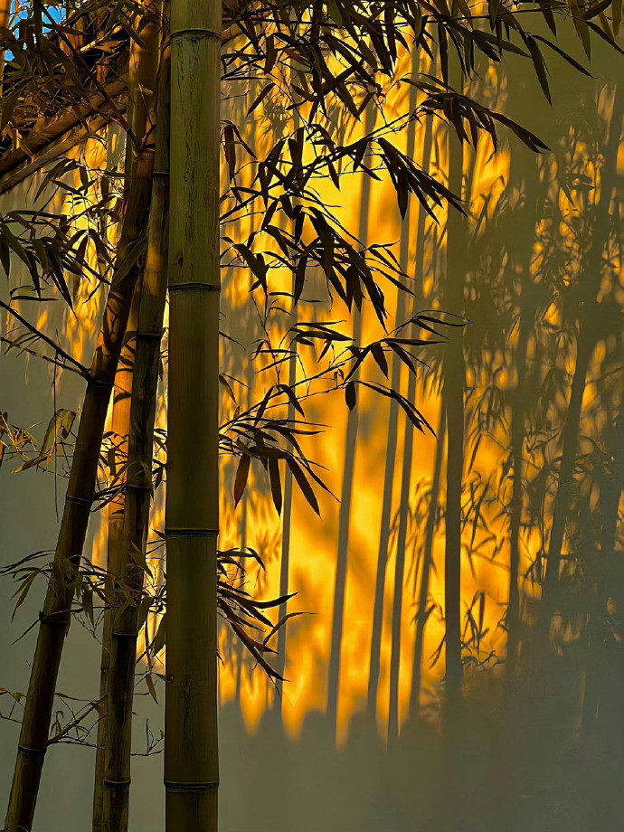 突然理解了文人墨客为何偏爱竹