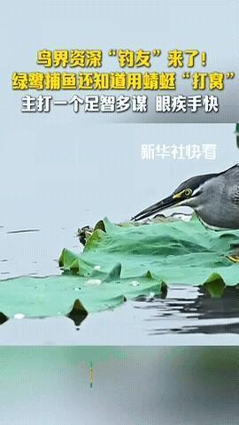 钓鱼佬的尽头，竟然是只鸟？最近那个绿鹭捕鱼的视频，真给我看傻了。站荷叶上