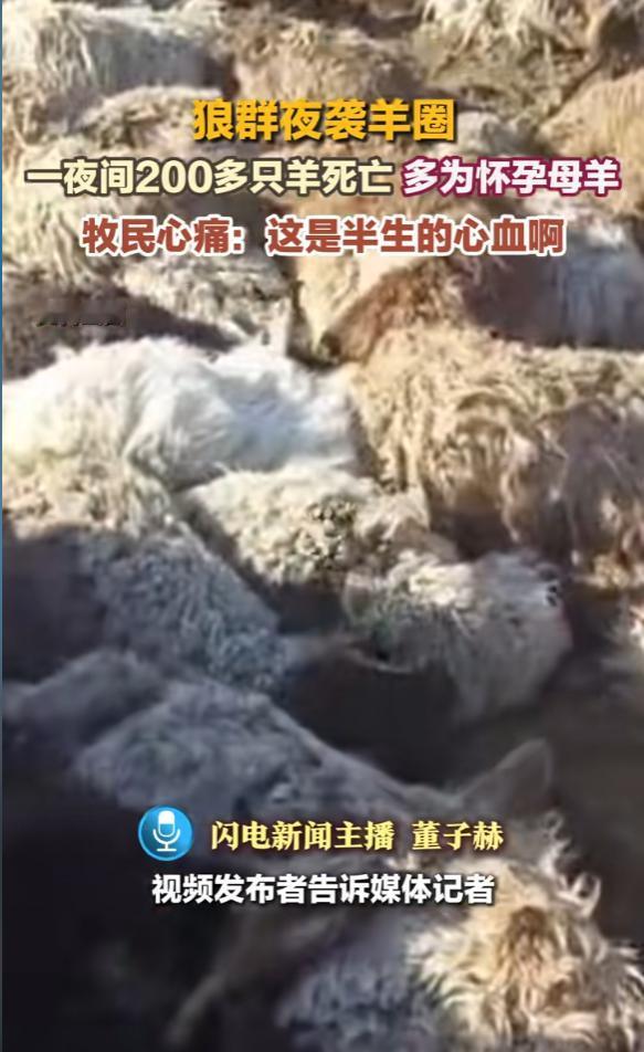 “悲剧还是发生了！”1月13日，内蒙古，一群狼趁着夜深人静，来到一户牧民家的羊圈