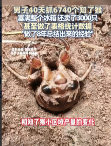 “真有做生意头脑！”山东潍坊，一男子40天抓了6740个知了猴，塞满整个冰箱，还