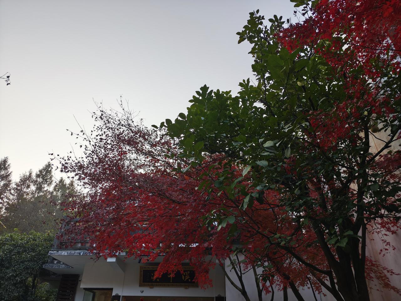 杭州九溪十八涧历来是游人喜欢打卡的地方，这里也是龙井茶基地之一。当冬日的寒意