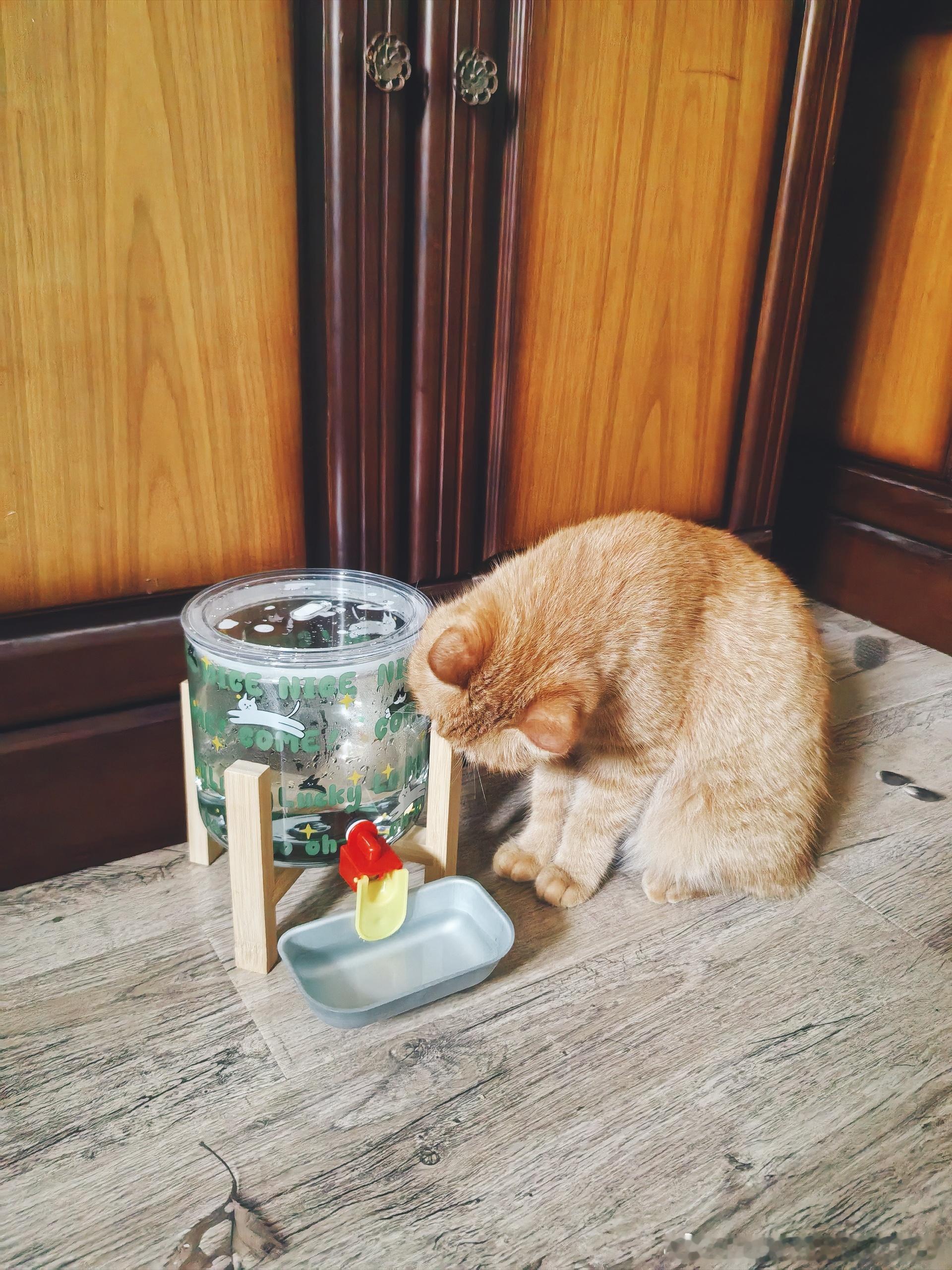 苹果喵喵果姐：？啥玩意儿这是…