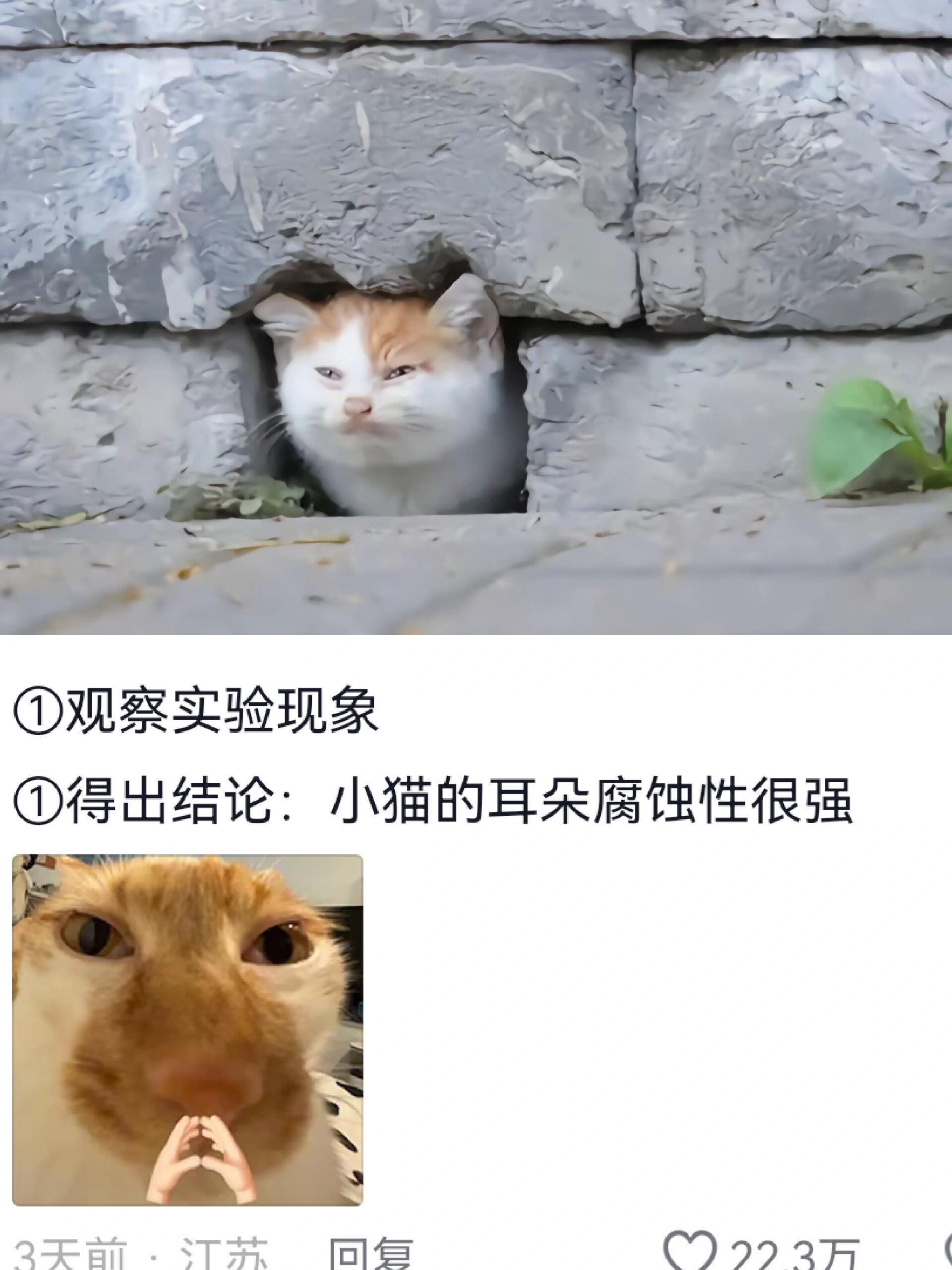 研究表明小猫耳东具有腐蚀性