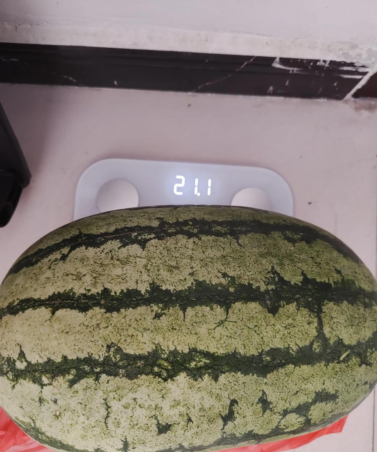 老公中午回来买了个大西瓜，我放电子秤上称了一下，21斤，回头就把他数落了一顿，这