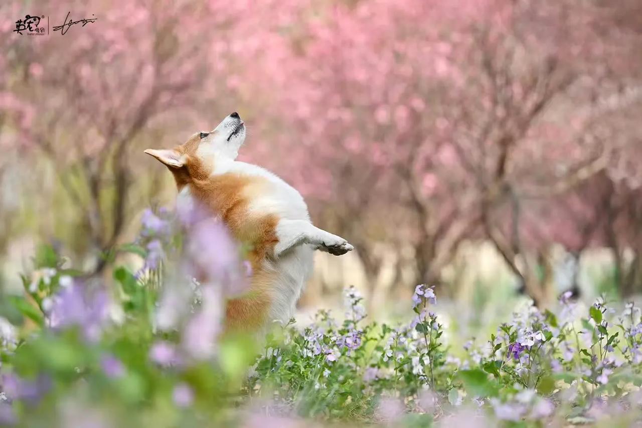 花好，狗好，摄影师好妈妈超级无敌好！😍