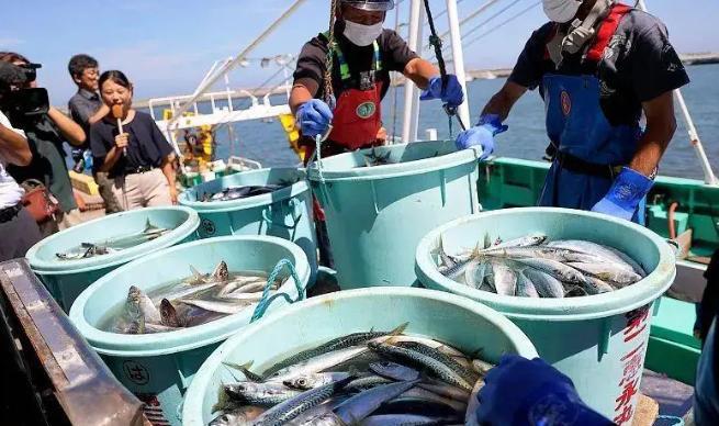 当初日本把核污水排入海中，全球骂声如潮，海鲜无人问津，可两年过去，日本海鲜照样出