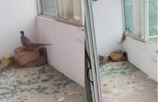 东北野鸡泛滥成灾，为何很少有人吃？当地农民直言：“别说吃了，我们甚至都不敢招惹它