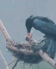 冒着瓢泼大雨给孩子喂食本以为是感动一幕结果