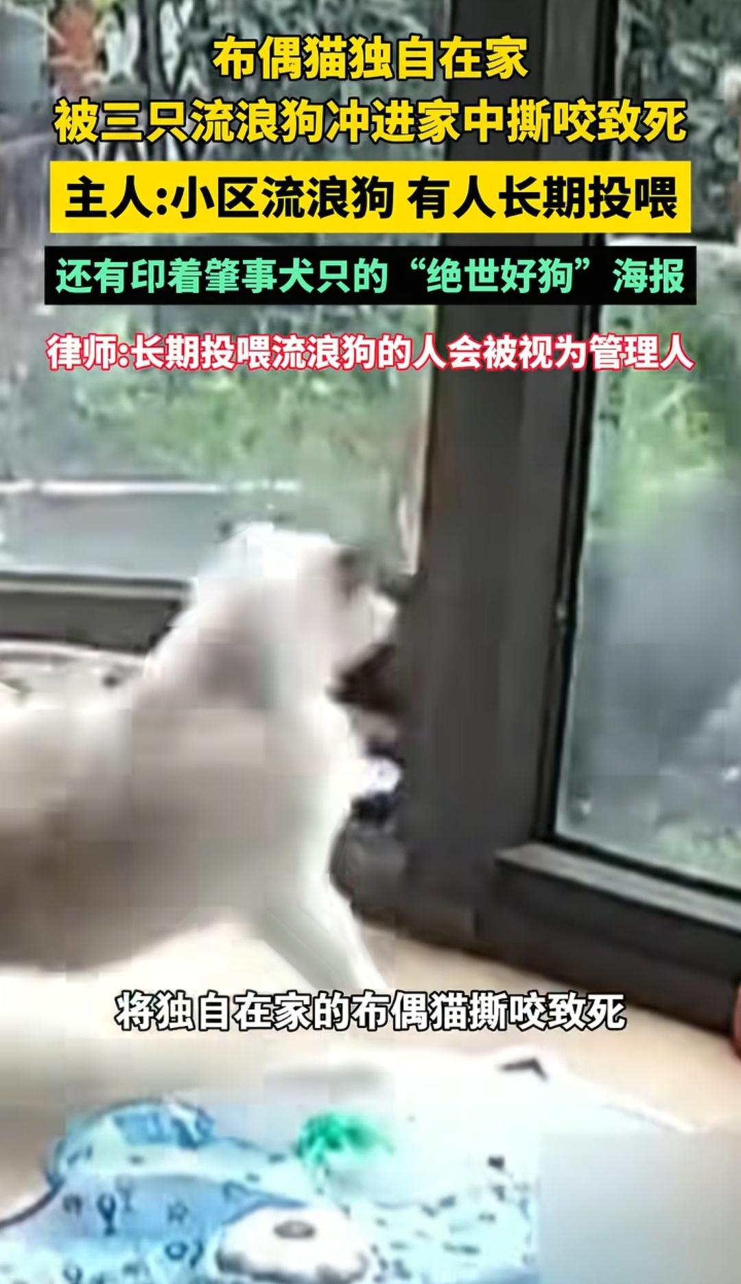 杭州，一名业主因清晨赶飞机出差，为给家中布偶猫透气，将自家一楼小院入户门留了一道