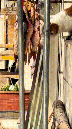 这小猫真是胆大包天哩！光天化日之下偷鱼干，被你撞见了居然眼皮都不抬，照吃不不误，