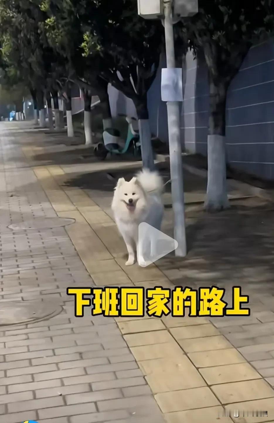 这条白狗的生活是不幸的，命运却是幸运的。它之前的主人的老婆跟人跑了，就把狗狗拴在