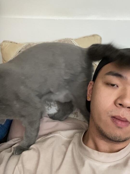 猫咪粘人的最高境界