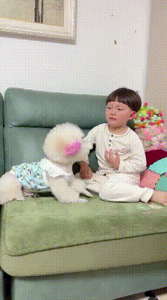 谁能拒绝一只满心都是小主人的小泰迪啊！家里的小朋友关门时没注意，小手一下子