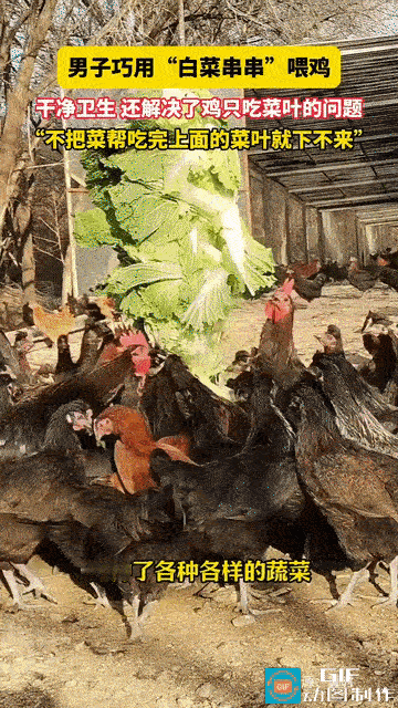 “太有才了！”北京，男子养1500多只鸡吃菜叶，不吃菜帮。突然，他用“白菜串串”