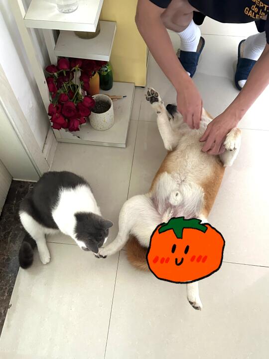 居然是这样的小猫咪！