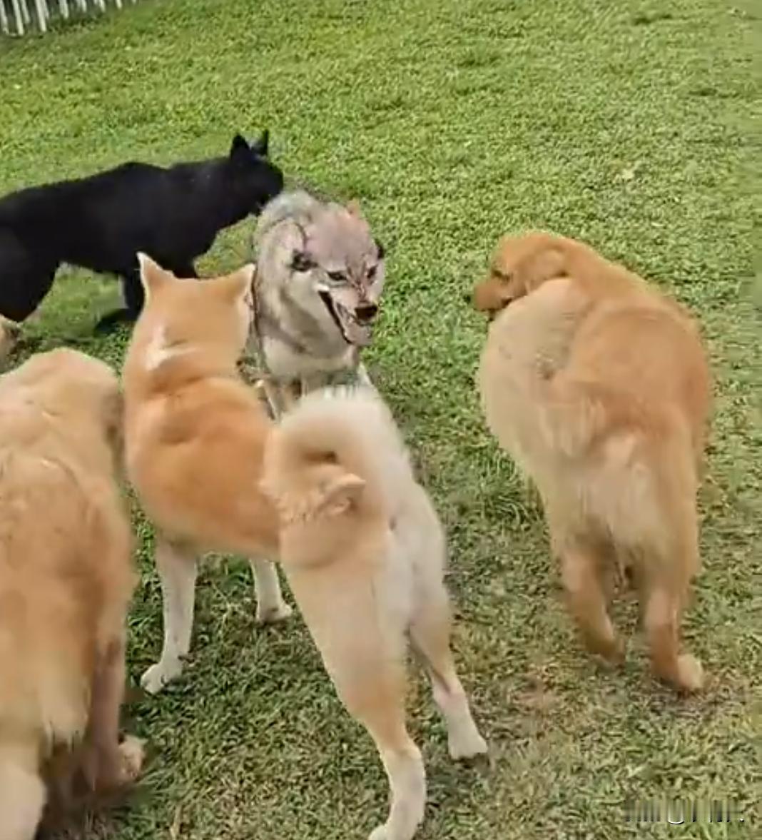男子带着狼犬去和同类互动，被热情的狗狗们追的到处跑。网友：“夹着尾巴”原来是这样