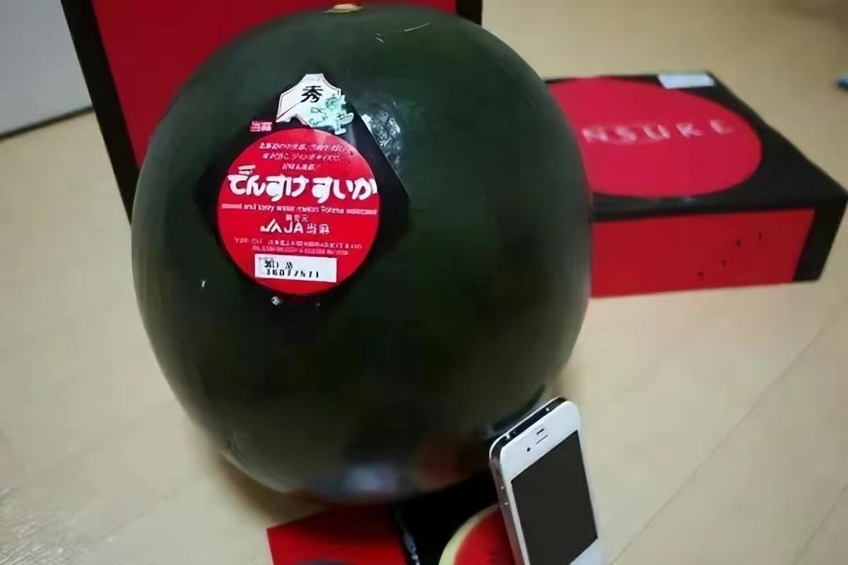 日本黑皮西瓜最高价一只3.4万元这就是西瓜中的labubu吗[笑着哭]几万块钱
