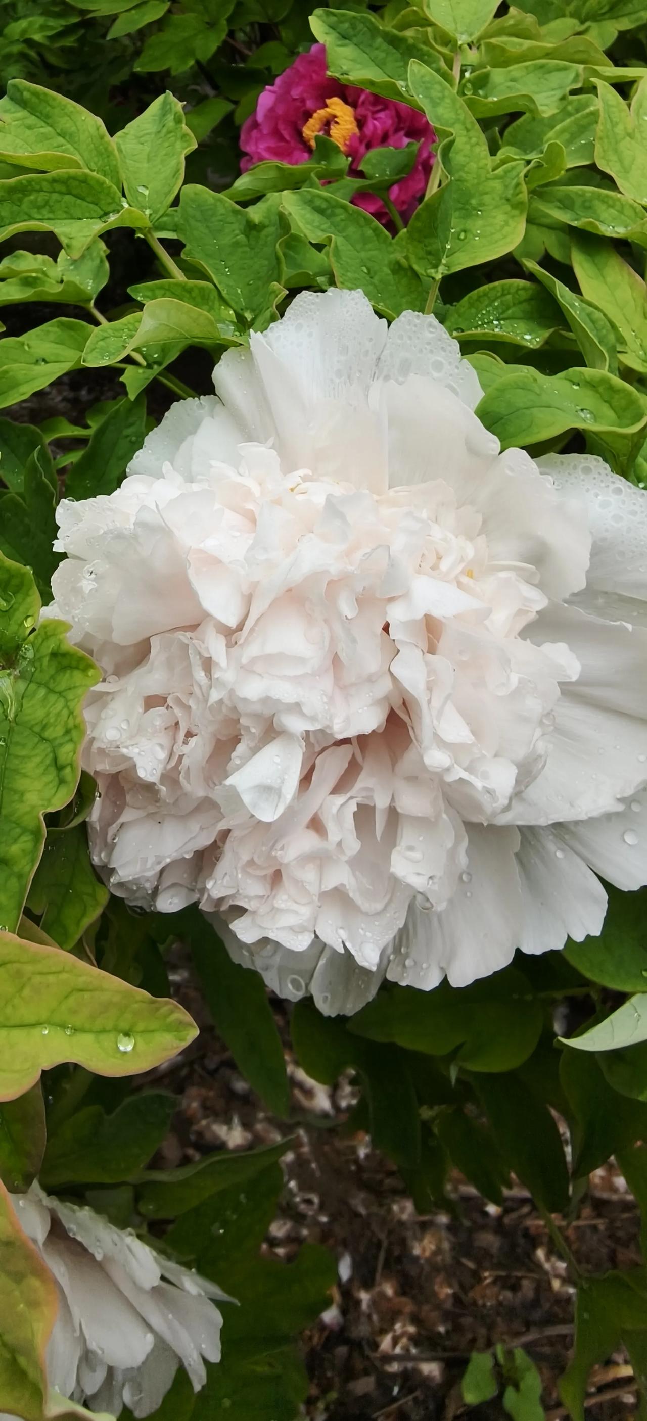 牡丹花红色为什么变成白色红色牡丹花瓣里的花青素会随花期、高温慢慢分解褪去，只剩花