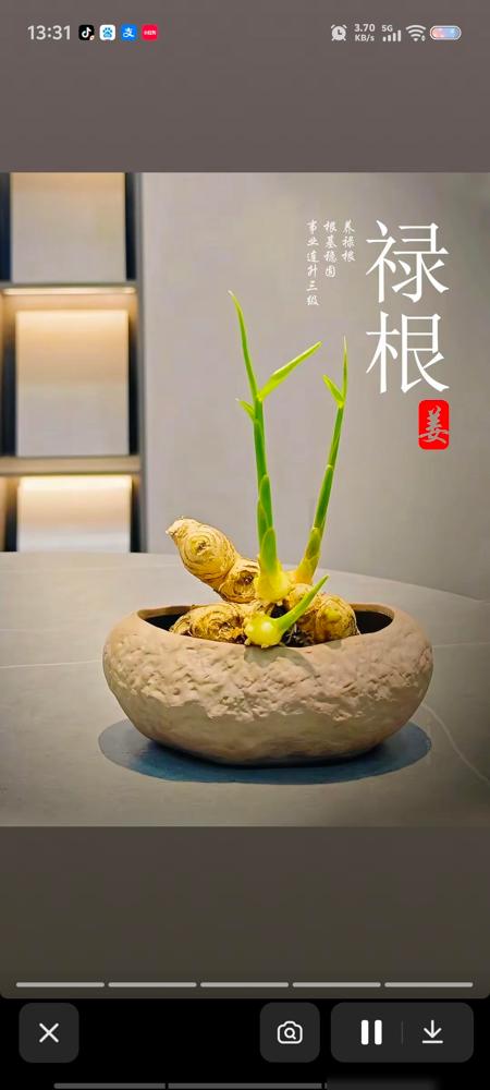 一个家庭最好就是养一颗生姜。我以前也觉得这话有点玄，不就是厨房里一块调料吗，