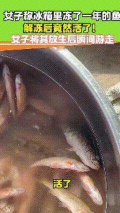 科学都解释不清了！黑龙江，女子看到冰柜里有冻了一年的老头鱼，就想着拿出来化一下做