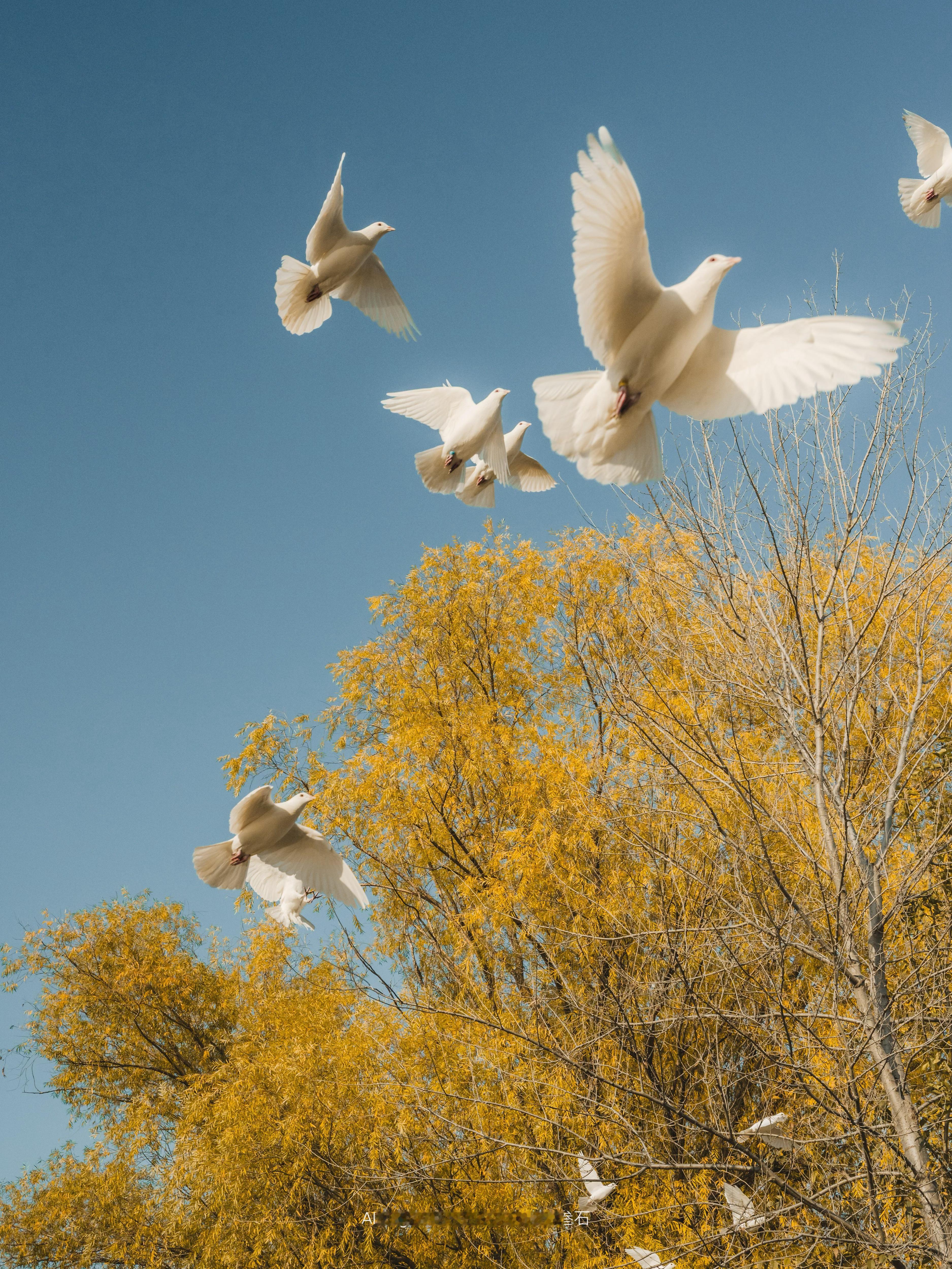 金黄与枯寂并存鸽子翅膀划过天空湖面倒映着它们飞往冬天的轨迹生活碎片宝藏摄影博主
