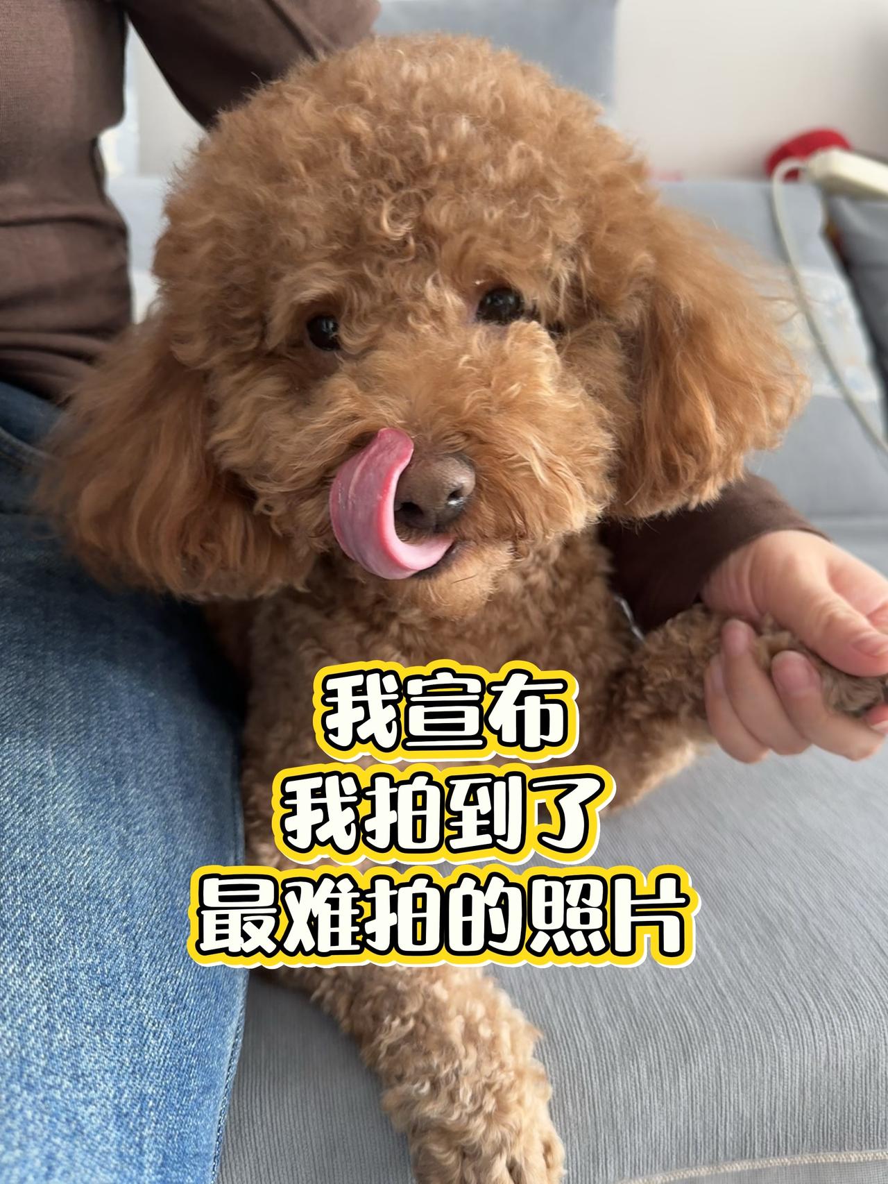 有小狗就有疯狂拍照！萌宠日常创作者扶持计划