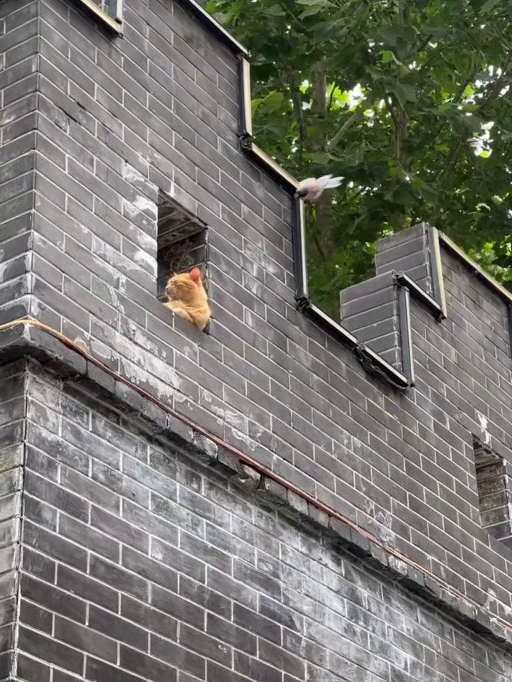 被小鸟踢了一脚的小猫咪🙈