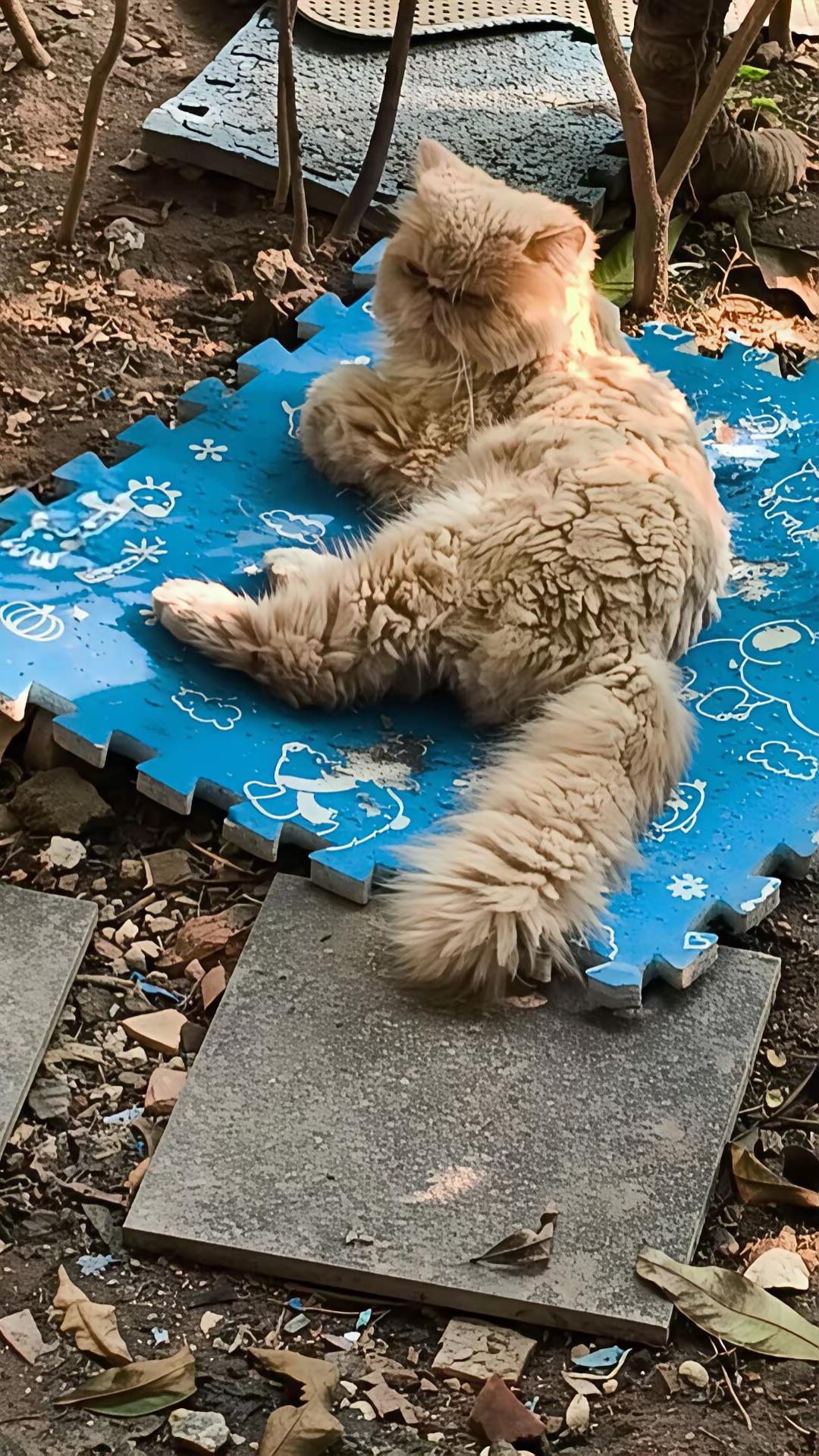 作孽啊！你既然养了它，为何还要将它遗弃？难道你就不会心痛吗？要知道，像这种宠物