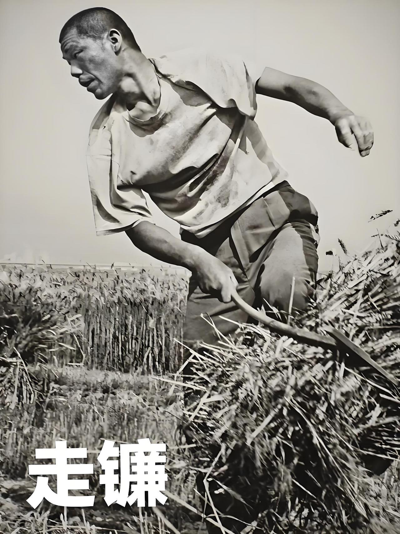 城里人会种菜种庄稼会种粮食吗?城里老年人骨子里透农村气质！