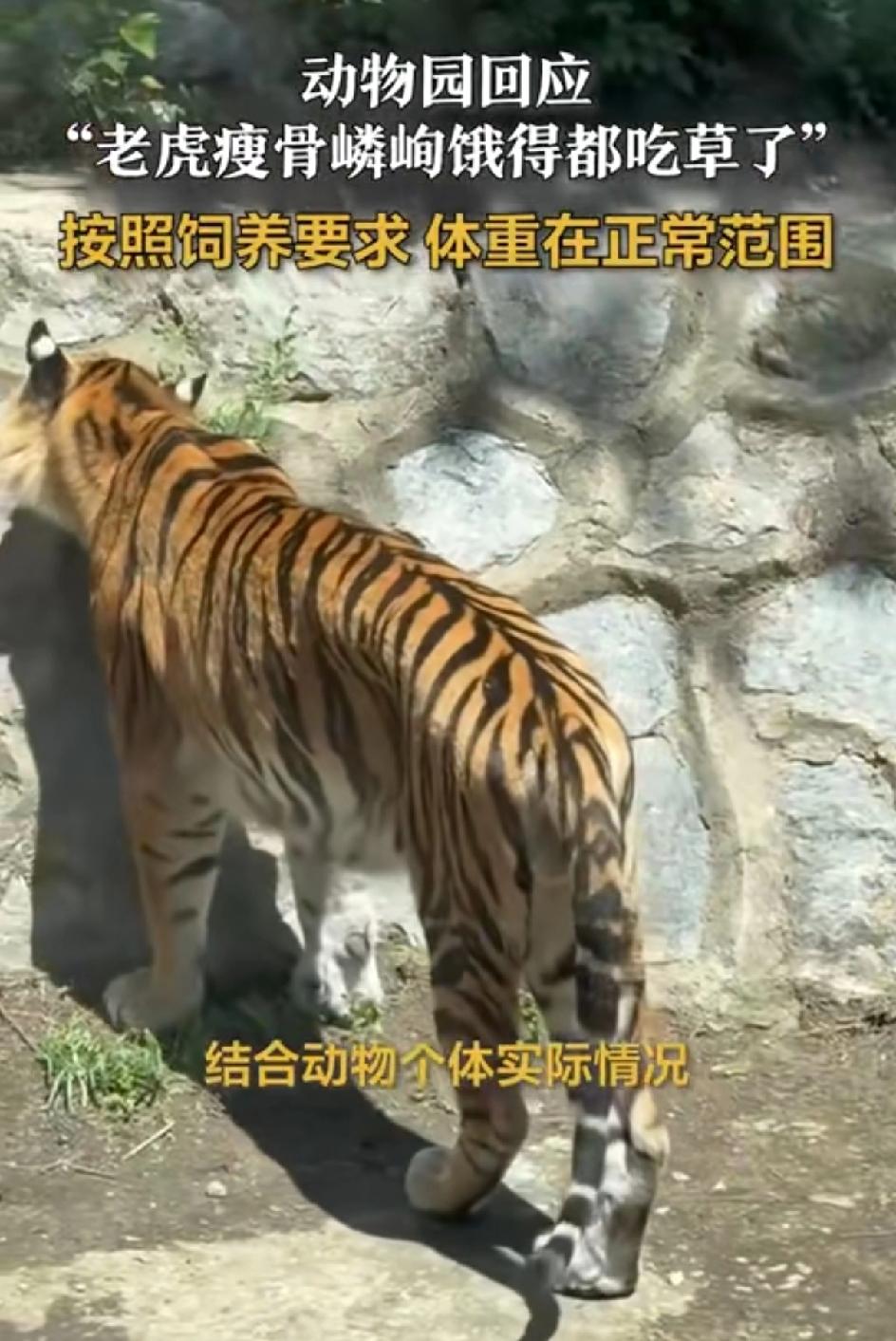 大家只见过凶猛的老虎，没见过饿的走路打晃的老虎。对此，动物园工作人员回应，动物们