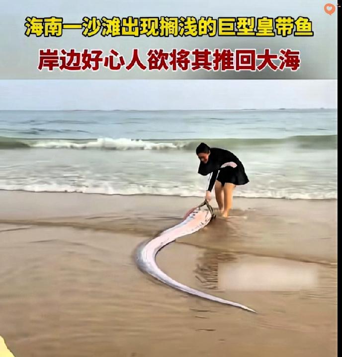 太罕见了！海南海边竟冲上来一条“深海巨物”，不少本地人活几十年都没亲眼见过。