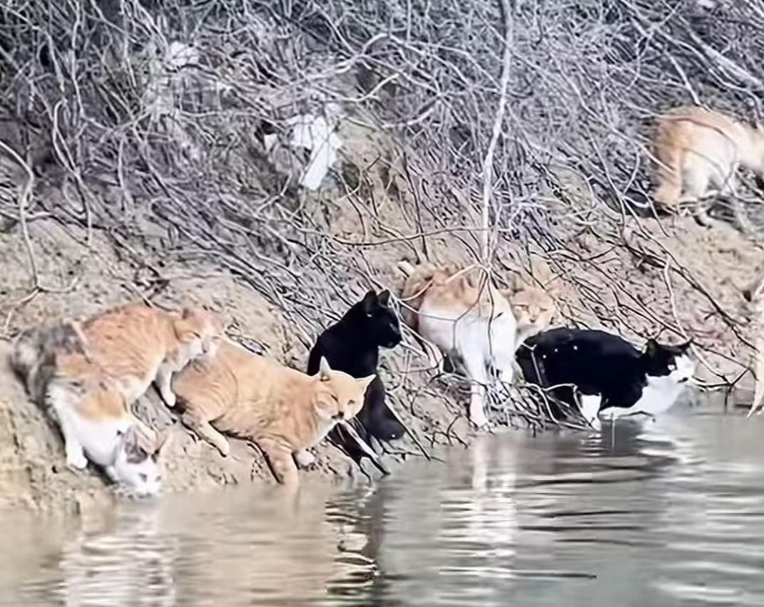 1100多只毫无野外生存能力的猫被扔在周边荒无人烟的水库荒岛，任其自生自灭。猫笼