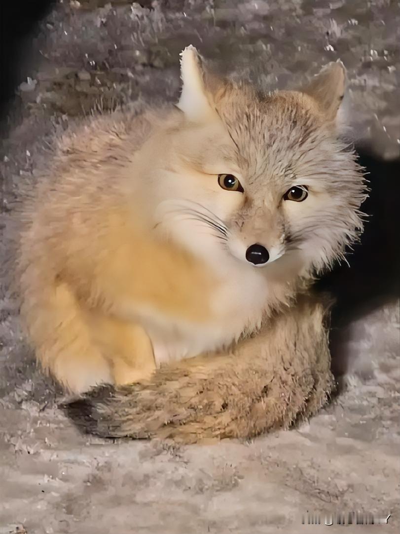 赛里木湖的雾凇小狐狸：冰雪里觅食的“毛球精灵”赛里木湖的寒夜降临，大雾使地面