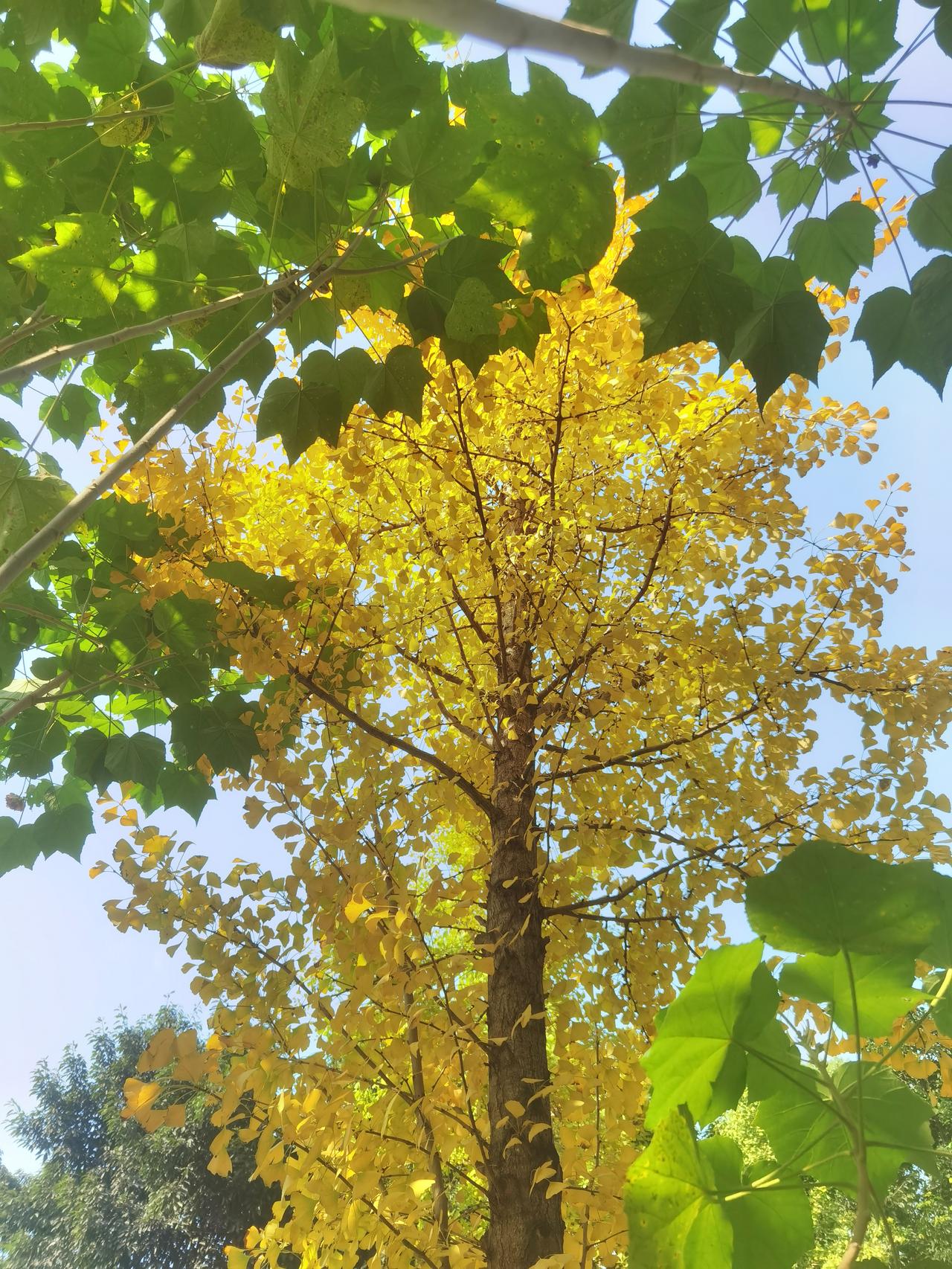 重庆的秋意渐浓，银杏树金黄色的叶子，在蓝天白云的映衬下，让人爽心悦目！