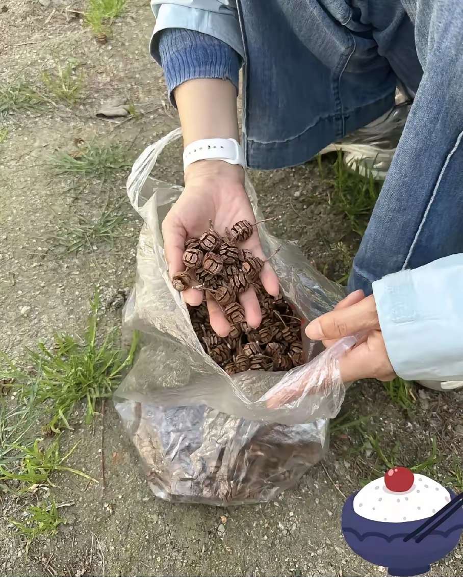 谁知道这是啥？这东西能吃吗？